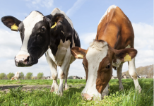 What Should Dairy Producers Breed For? Building a Genetic Strategy That Fits Your Farm